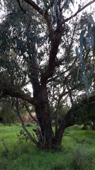 Eucalyptus rudis