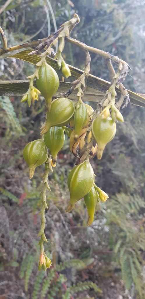 Epidendrum orthocaule