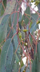 Eucalyptus rudis