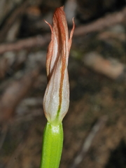 Pterostylis bureaviana