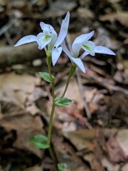 Triphora trianthophoros trianthophoros