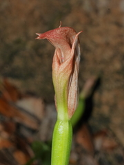Pterostylis bureaviana