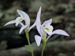 Triphora trianthophoros trianthophoros