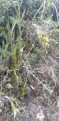 Epidendrum orthocaule