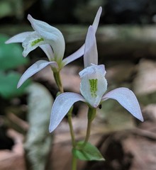 Triphora trianthophoros trianthophoros