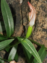 Pterostylis bureaviana