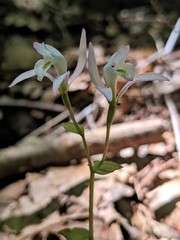 Triphora trianthophoros trianthophoros