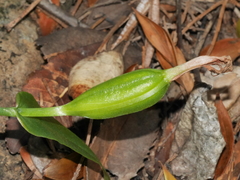 Pterostylis bureaviana