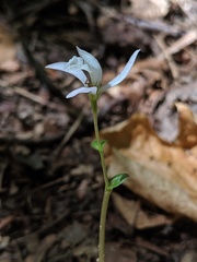 Triphora trianthophoros trianthophoros