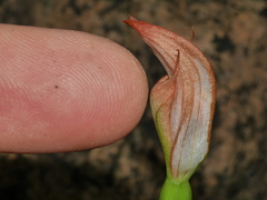 Pterostylis bureaviana