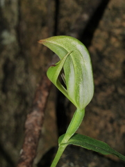 Pterostylis bureaviana