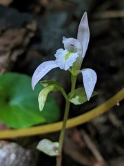 Triphora trianthophoros trianthophoros