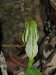 Pterostylis bureaviana
