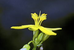 Tricoryne anceps