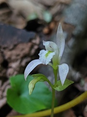 Triphora trianthophoros trianthophoros