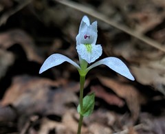 Triphora trianthophoros trianthophoros