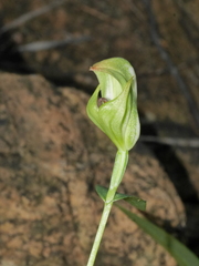 Pterostylis bureaviana