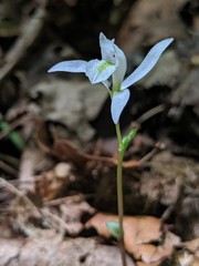 Triphora trianthophoros trianthophoros