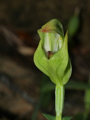 Pterostylis bureaviana