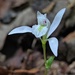 Three Birds Orchid - Photo (c) Nate Martineau, some rights reserved (CC BY-NC), uploaded by Nate Martineau
