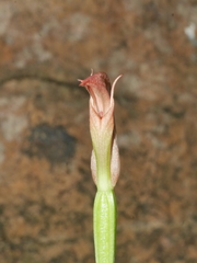 Pterostylis bureaviana
