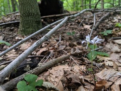 Triphora trianthophoros trianthophoros