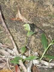Pterostylis bureaviana