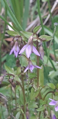 Gentianella rapunculoides