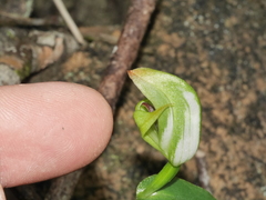 Pterostylis bureaviana