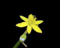Tricoryne anceps