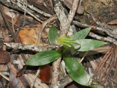 Pterostylis bureaviana