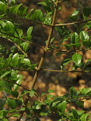 Duranta mutisii