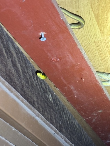 Common Tree Snake sighting