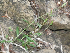 Pterostylis bureaviana