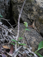 Pterostylis bureaviana