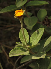 Calea peruviana