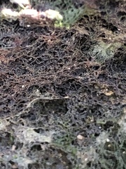 Hakka himeshimensis