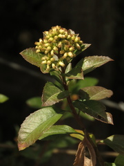 Baccharis prunifolia