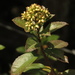Baccharis prunifolia - Photo (c) Mateo Hernandez Schmidt, some rights reserved (CC BY-NC-SA), uploaded by Mateo Hernandez Schmidt