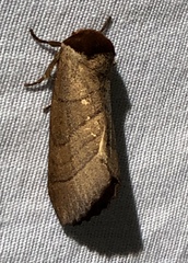 Datana major