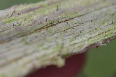 Microcalicium ahlneri