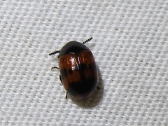 Diaperis nigronotata