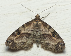 Melanomma auricinctaria