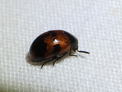 Diaperis nigronotata