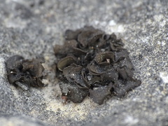 Lathagrium undulatum