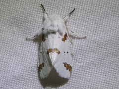 Euerythra trimaculata