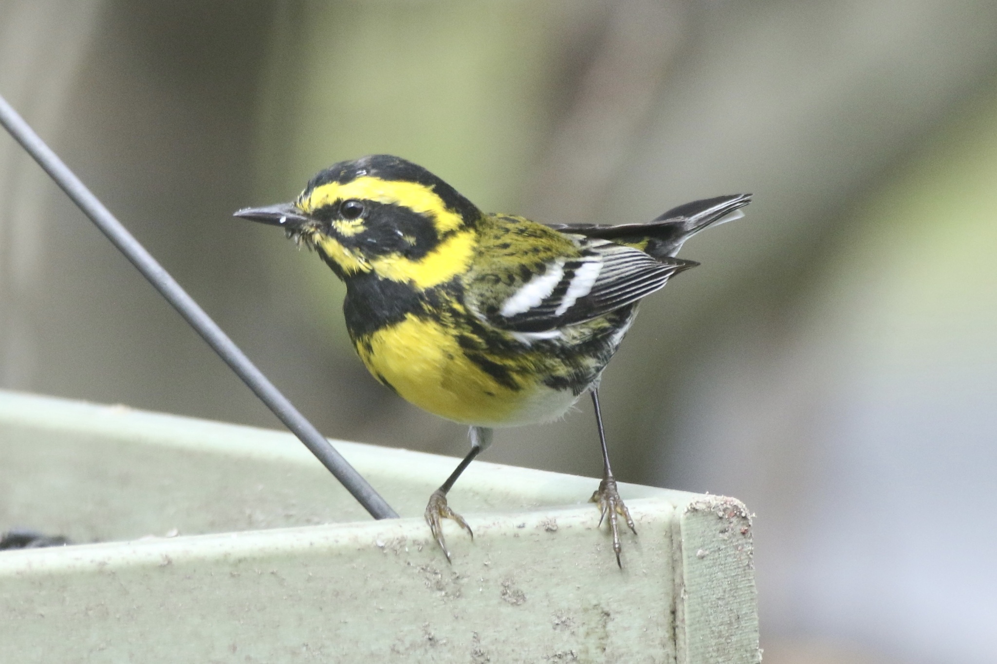 Townsend's Warbler (Setophaga townsendi)