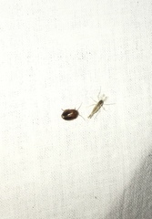 Prionocyphon limbatus