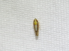 Scaphytopius elegans