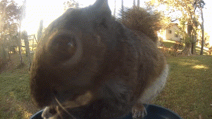 Eastern Gray Squirrel photographed in Florida